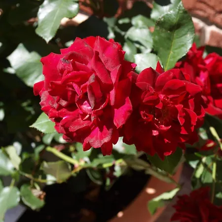 Landgasthaus Bonn באונאטאל